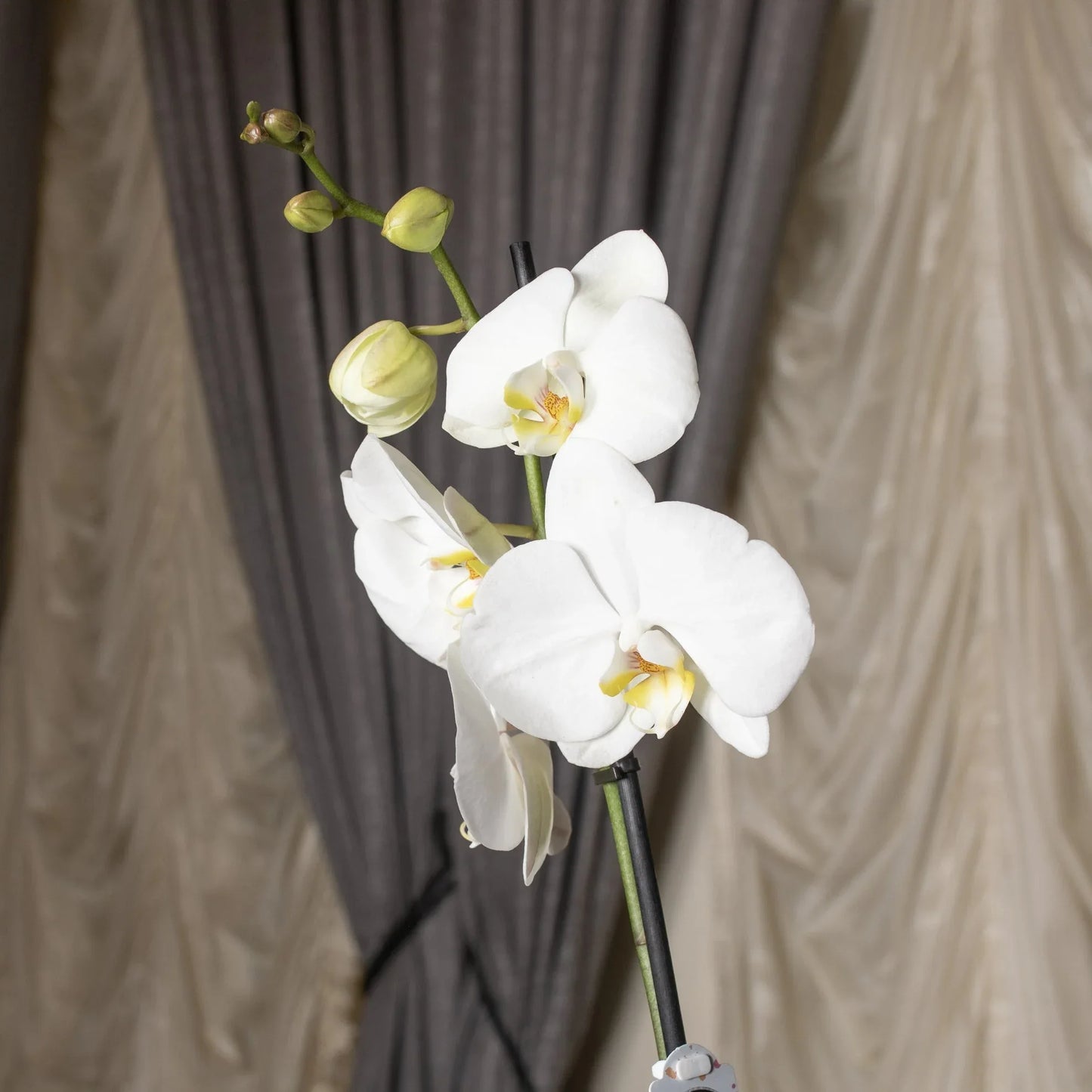 White Orchid - elegant fresh flower bouquet