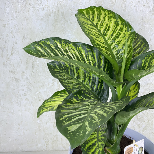 Dieffenbachia