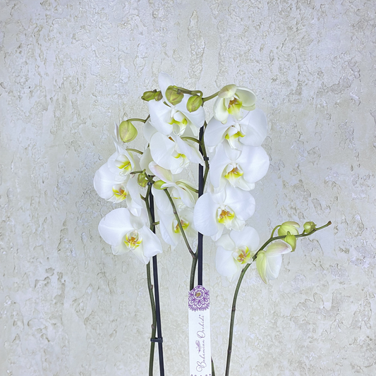 White Phalaenopsis Orchid