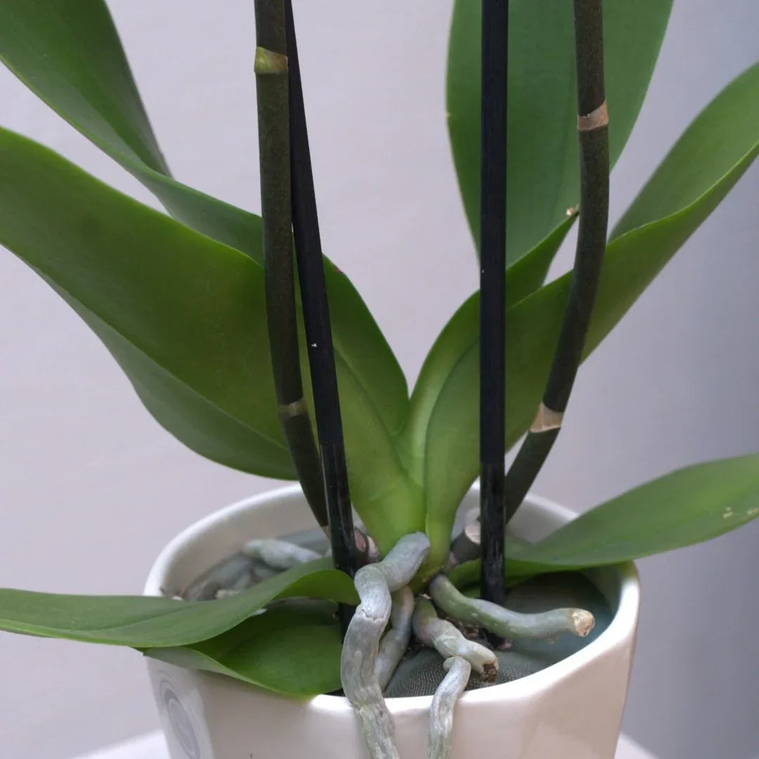 White Elegance - elegant fresh flower bouquet