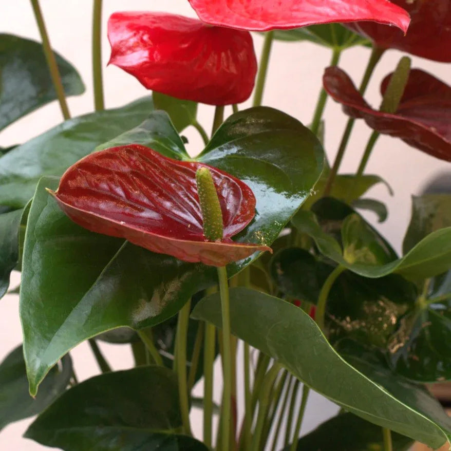 Anthurium Beauty - elegant fresh flower bouquet