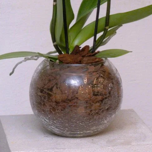 Classic Orchid - elegant fresh flower bouquet