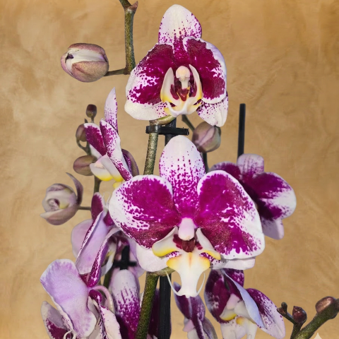Purple Majesty Orchid