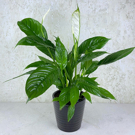 Peace Lily