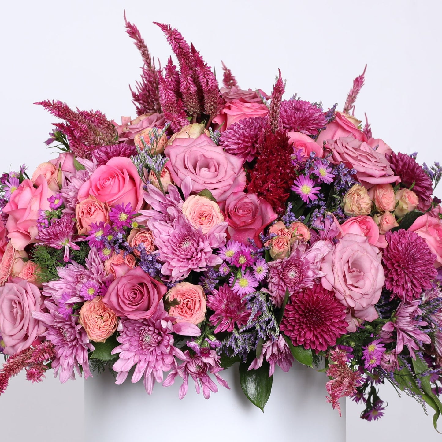 Pink Roses Captivate the Senses.