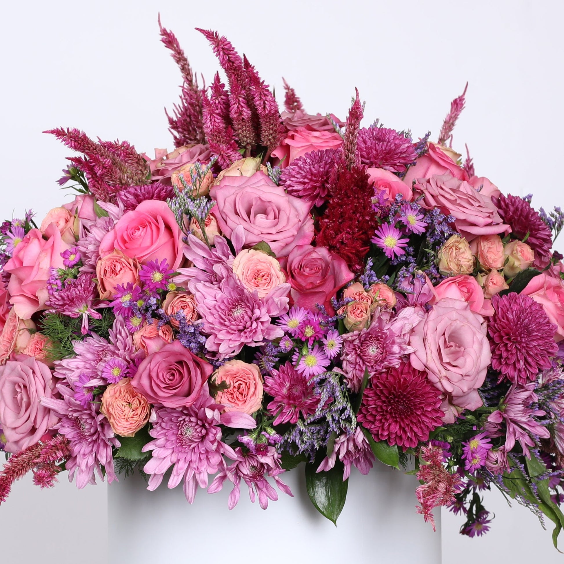 Pink Roses Captivate the Senses.