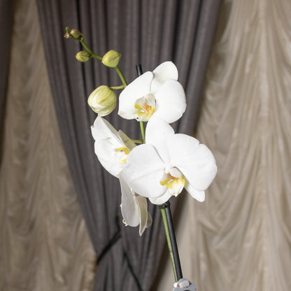 White Orchid.