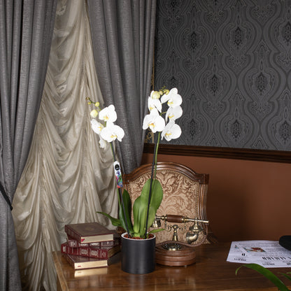 White Orchid.
