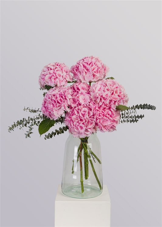 Hydrangea Elegance.