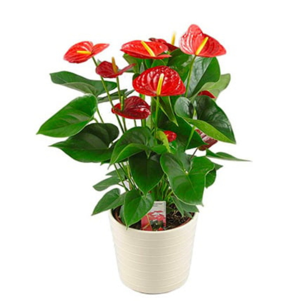Red Anthurium.