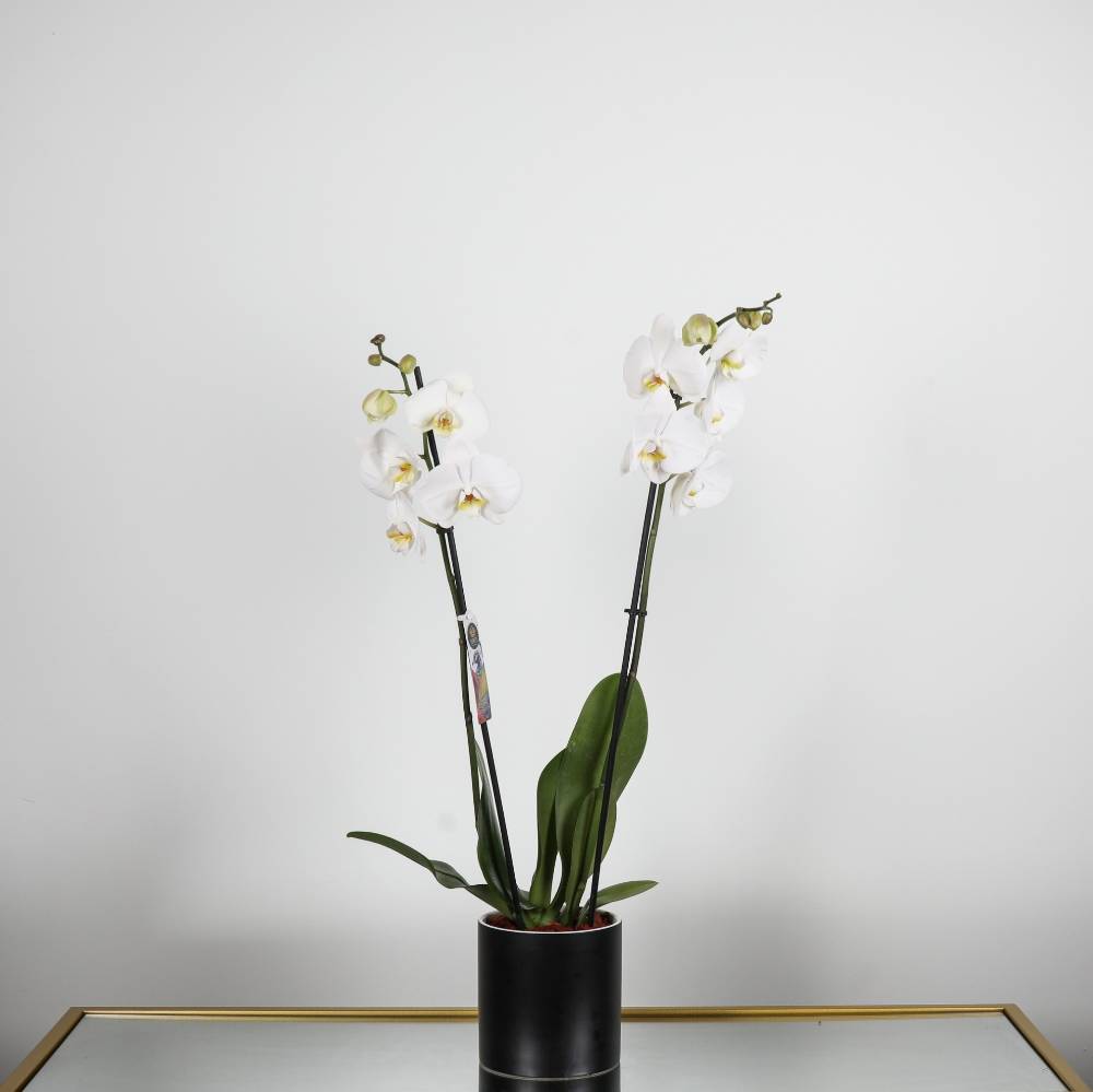White Orchid.