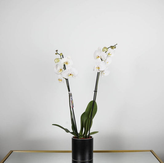 White Orchid.
