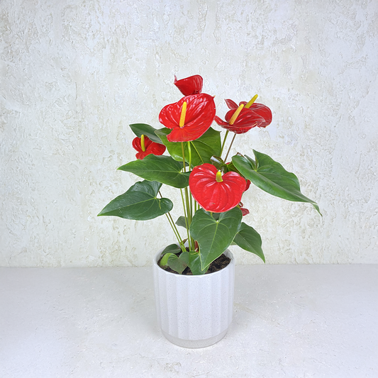 Red Anthurium