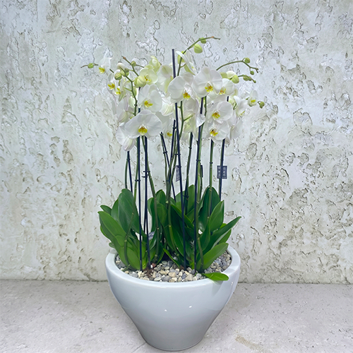 White Orchid Elegance