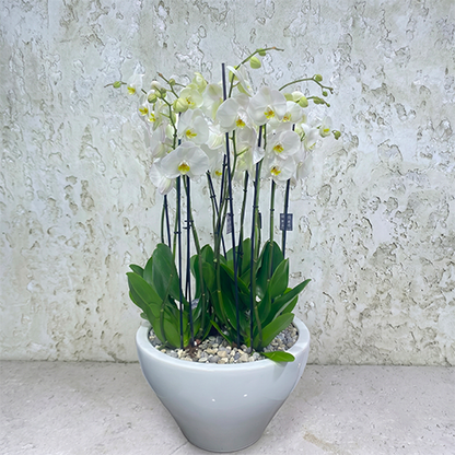 White Orchid Elegance