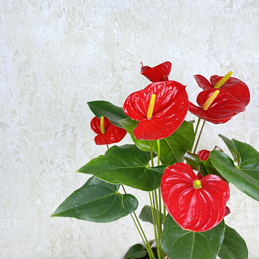 Red Anthurium
