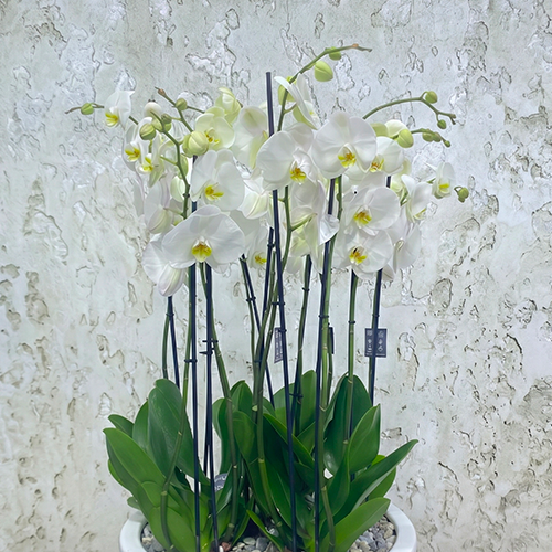 White Orchid Elegance