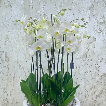 White Orchid Elegance