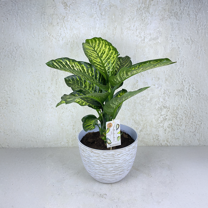 Dieffenbachia