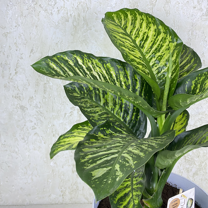 Dieffenbachia