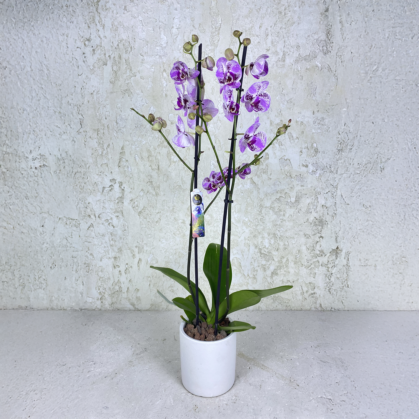 Purple Spotted Orchid