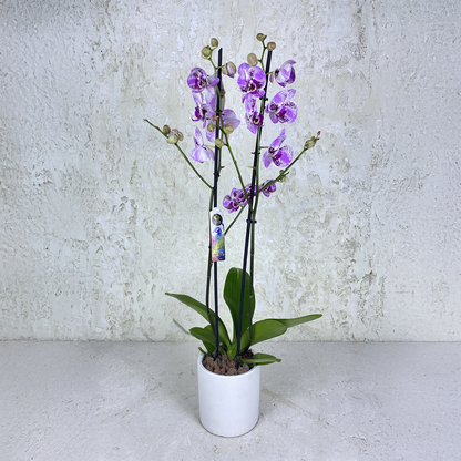 Purple Spotted Orchid