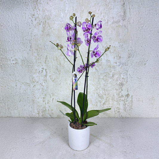 Purple Spotted Orchid
