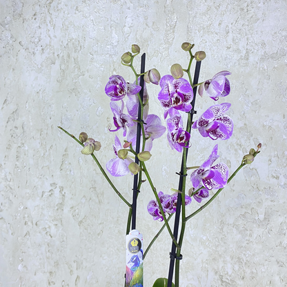 Purple Spotted Orchid