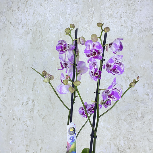 Purple Spotted Orchid