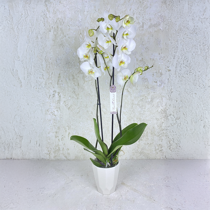 White Phalaenopsis Orchid