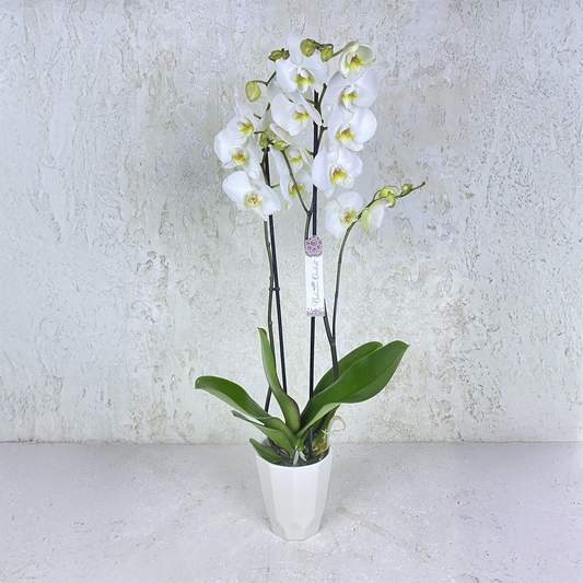 White Phalaenopsis Orchid