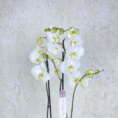 White Phalaenopsis Orchid