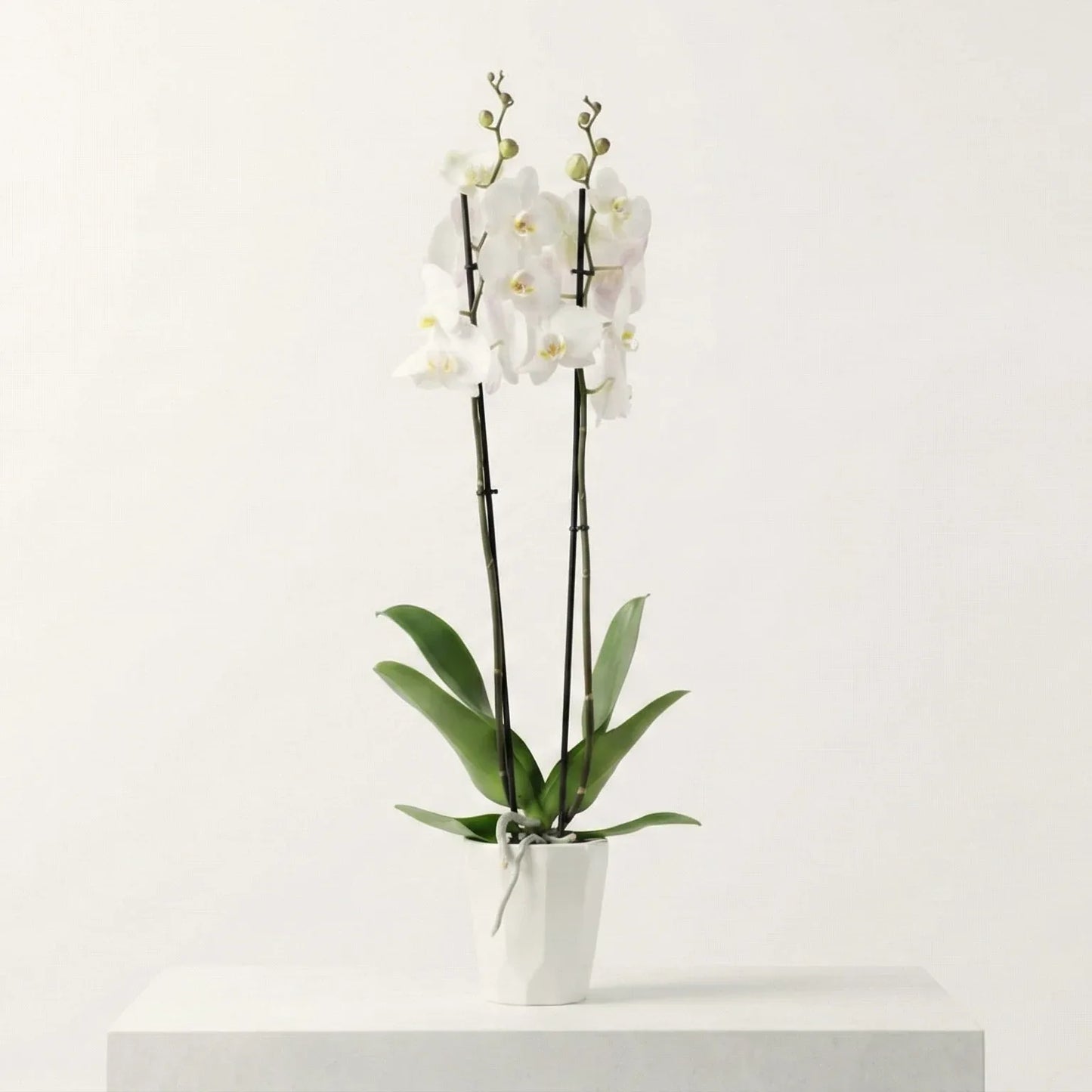 White Elegance - elegant fresh flower bouquet