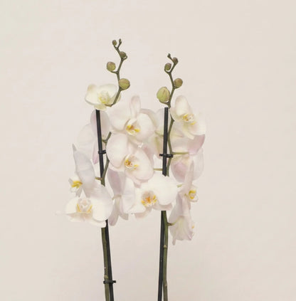 White Elegance - elegant fresh flower bouquet