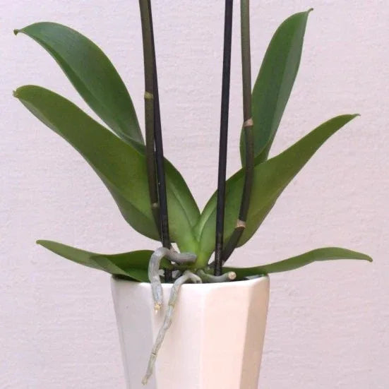 White Elegance - elegant fresh flower bouquet