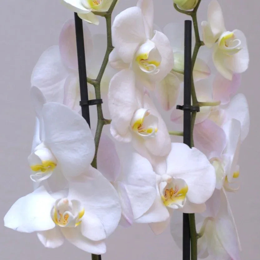 White Elegance - elegant fresh flower bouquet