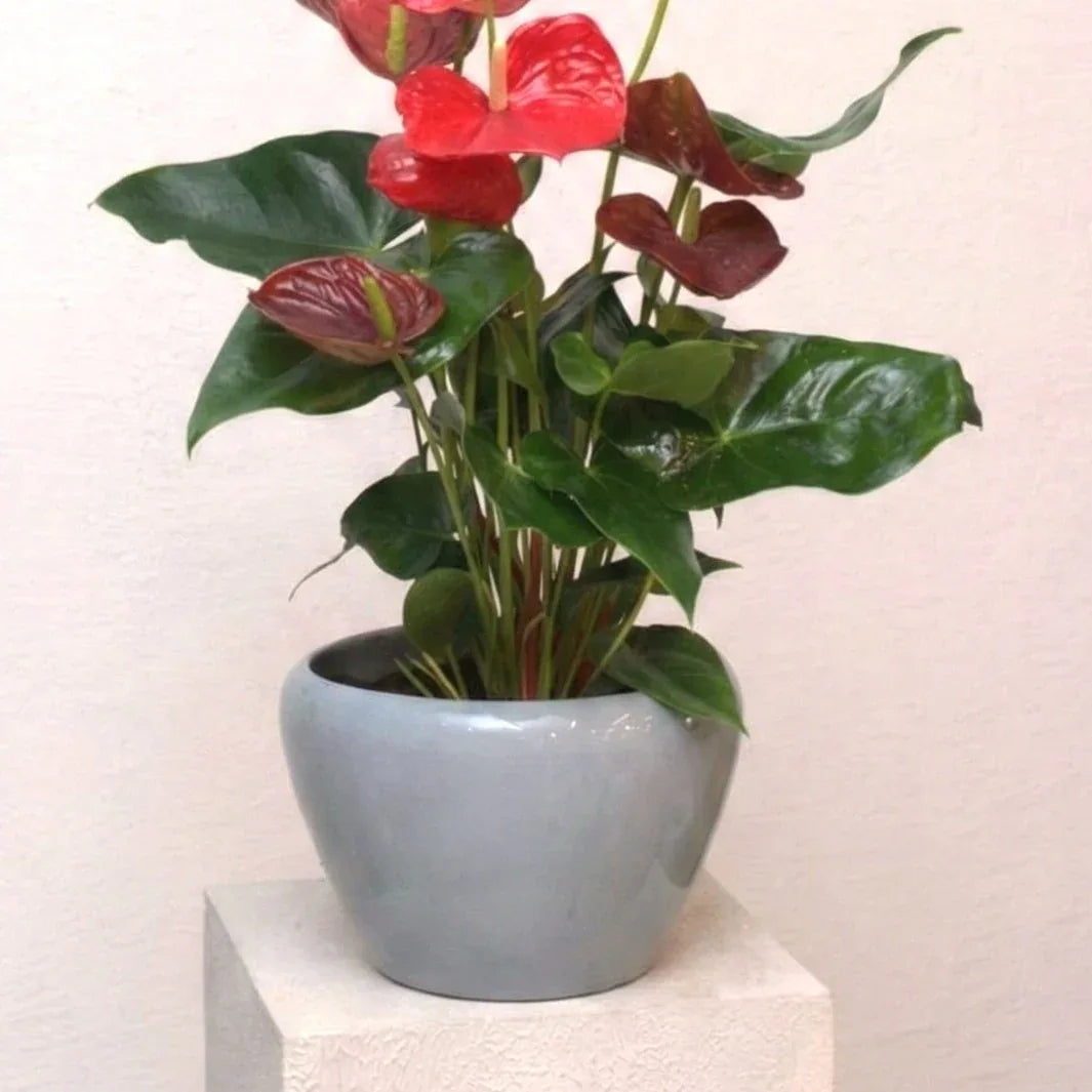 anthurium beauty Anthurium Beauty – Bayya Alward