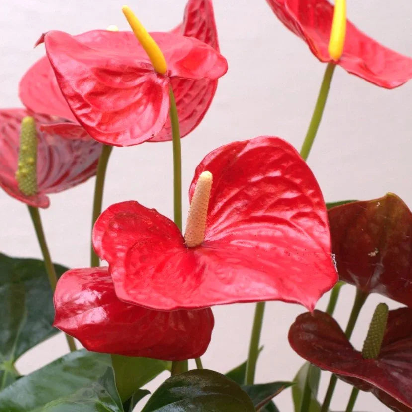 anthurium red beauty Anthurium Beauty – Bayya Alward