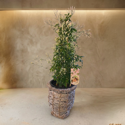 Woven Spring Embrace