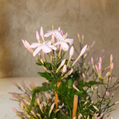 Woven Spring Embrace