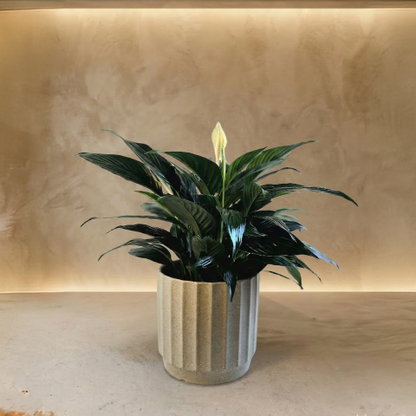 Serene Peace Lily