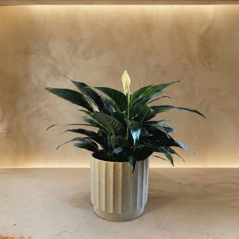 Serene Peace Lily