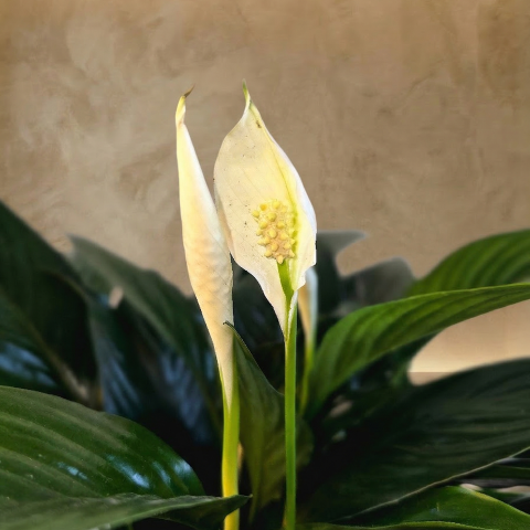 Serene Peace Lily