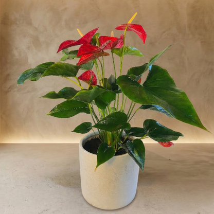 Crimson Love Anthurium