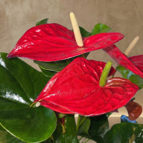 Crimson Love Anthurium