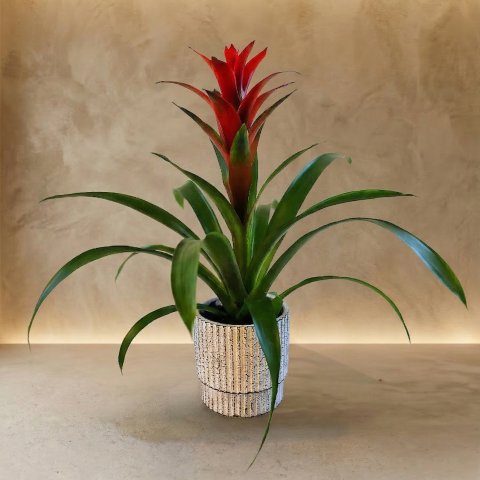 Tropical Flame Bromeliad