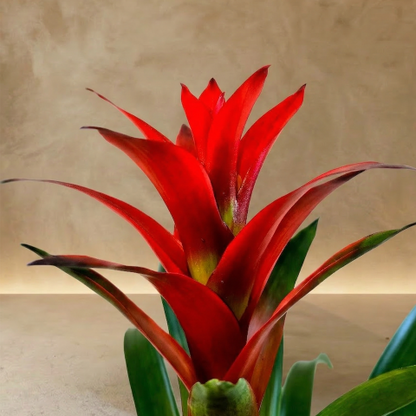Tropical Flame Bromeliad