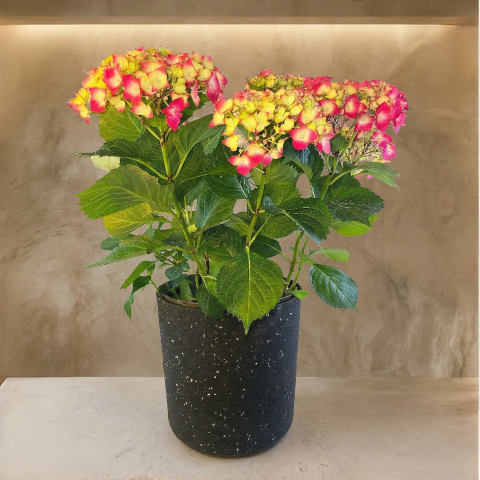 Blushing Spring Hydrangea