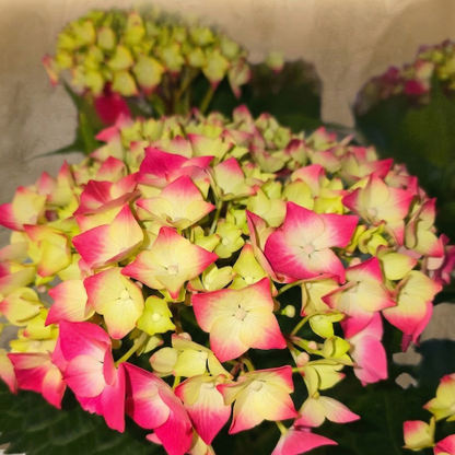 Blushing Spring Hydrangea