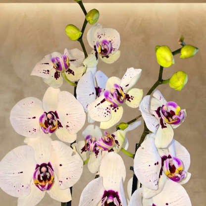 Royal White Orchid